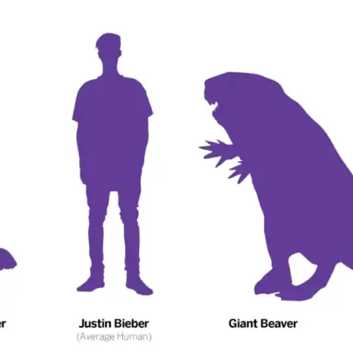 Scientists Discover Why The Prehistoric Giant Beaver Castoroides Went Extinct