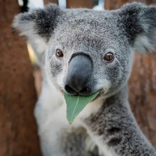 Threatened By Deforestation And Chlamydia, Koalas Are Now "Functionally Extinct"