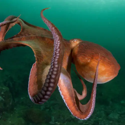 Global Warming Is Threatening To Permanently Blind Octopuses