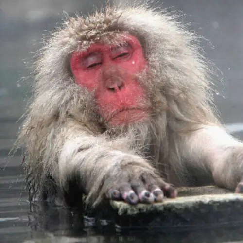 Adorable Photos Of The Japanese Snow Monkeys Who Get Through Winter In Hot Springs