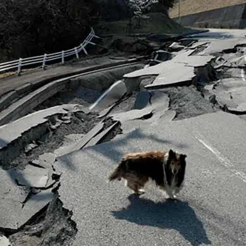 From Dogs To Radioactive Boars, Animals Are Thriving Inside's Fukushima's Nuclear Exclusion Zone