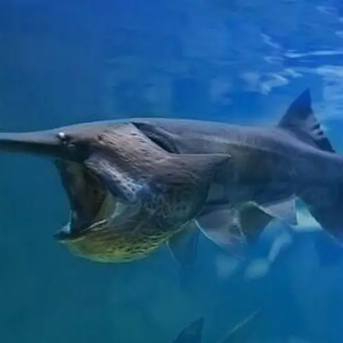 Prehistoric Chinese Paddlefish Is The First Species Of The New Decade Declared Extinct