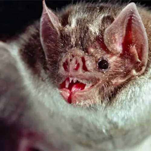 Scientists Find That Vampire Bats 'French Kiss' With Mouthfuls Of Blood To Deepen Social Bonds