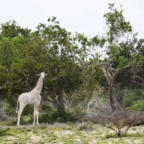 Two Of The Last White Giraffes In The World Were Slaughtered By Poachers In Kenya