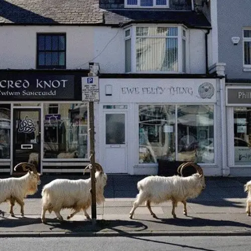 33 Pictures Of Animals Taking Over Human Spaces During COVID-19