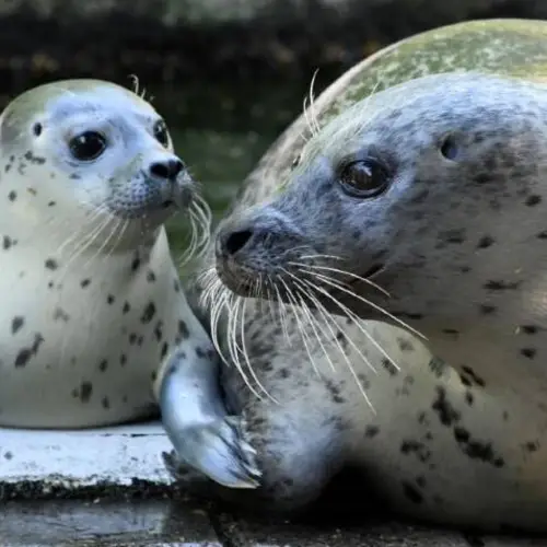 German Zoo Might Feed Animals To Each Other To Stay Afloat During COVID-19 Shutdown