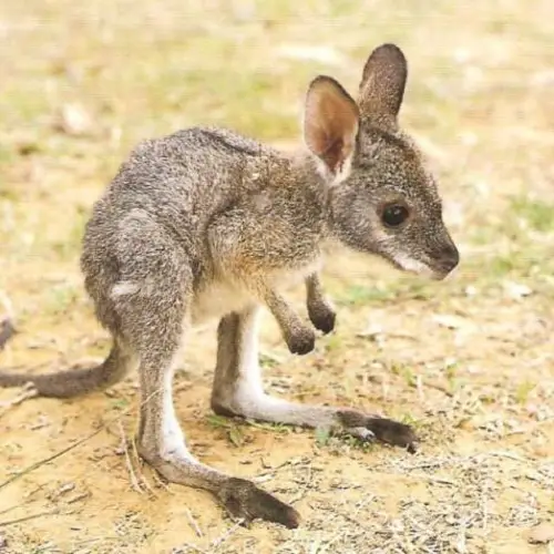 44 Adorable Baby Animals That Could Make Any Bad Day Better