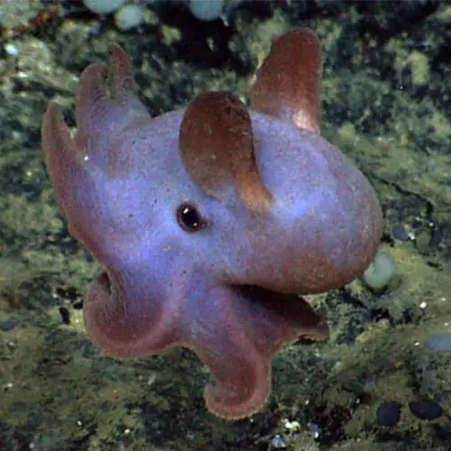 Meet The Dumbo Octopus That Navigates The Deep Sea With Its Elephant-Ear Fins