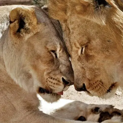 21-Year-Old 'Inseparable' Lion Couple Euthanized Together Due To Health Problems