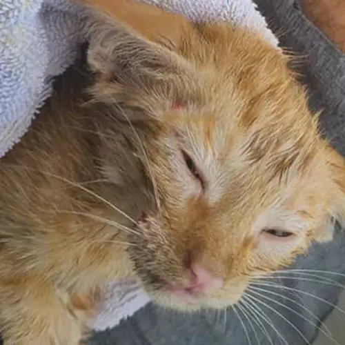 Kitten Rescued From The Open Waters Of The Gulf Of Mexico