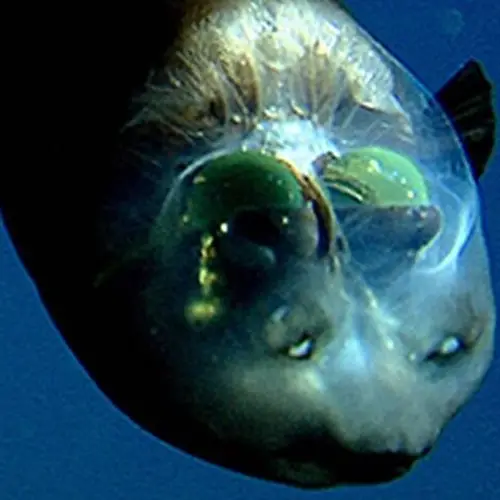 Meet The Barreleye Fish, The Deep-Sea Lurker That Hunts Using Shadows