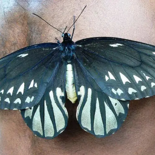The Queen Alexandra's Birdwing Is The Biggest Butterfly In The World — And One Of The Rarest