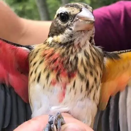 Researchers Encounter Rare Half-Male Half-Female Songbird