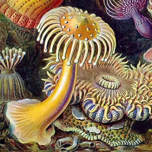 33 Stunning Illustrations From 19th-Century Naturalist Ernst Haeckel That Merge Art And Science