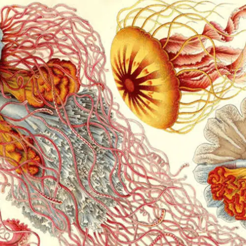 39 Vintage Illustrations Of Deep Ocean Creatures That Seem Too Strange To Be Real