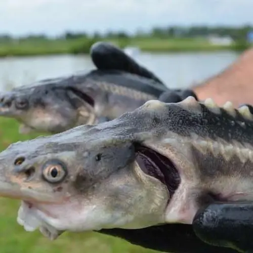 11 Astounding Science News Stories That Made Us See The World Differently In 2020