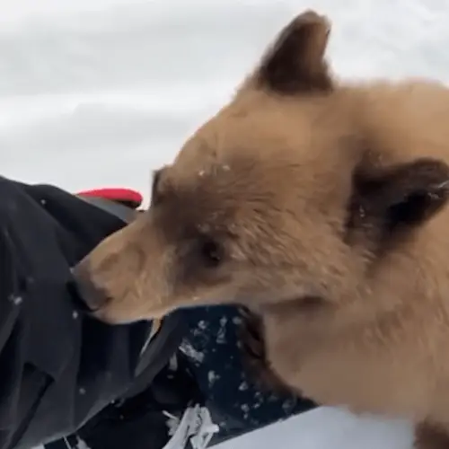 California Bears Are Getting A Little Too Friendly With People — And A Virus May Be To Blame