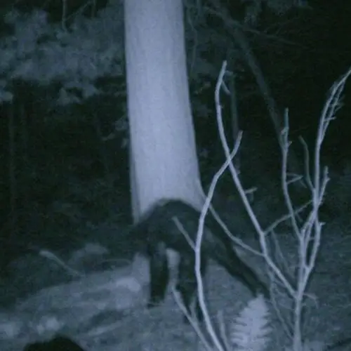 8 Unnerving 'Bigfoot Sightings' That Made Believers Out Of Skeptics