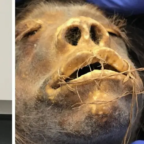 A Shrunken Head Used As A Prop In A 1970s Comedy Turned Out To Be The Real Head Of An Amazon Warrior