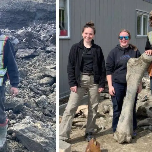 Yukon Gold Miners Just Stumbled Across A Rare Trove Of Hundreds Of Woolly Mammoth Bones