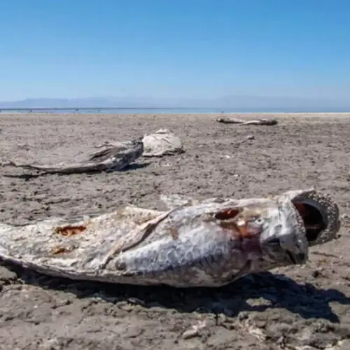 Inside The Stunning Rise And Fall Of California's Forgotten Salton Sea