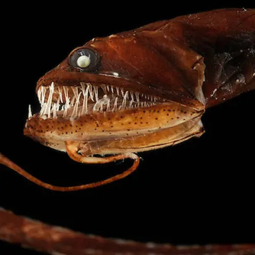 Discover The 33 Scariest Animals In The World, From The Deep Sea To The Tropical Skies