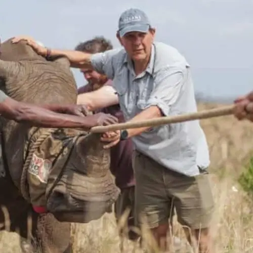 White Rhinos Flown From South Africa To Rwanda In Largest 'Rhino Translocation Ever'