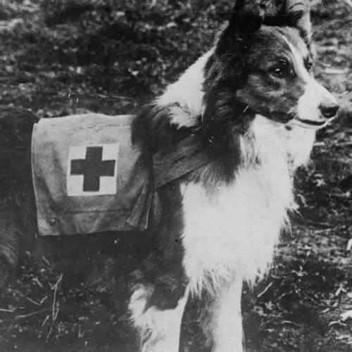 Meet The Mercy Dogs, The Unsung Canine Heroes Of World War I