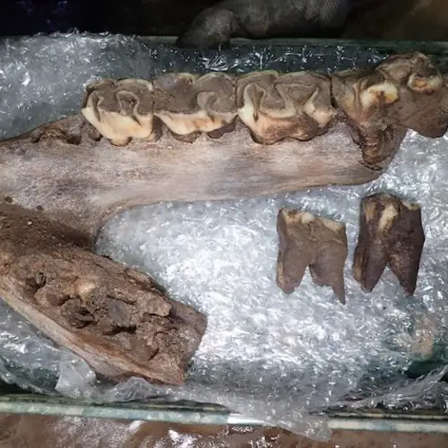 Treasure Trove Of Ice Age Animal Remains Found During Construction In England