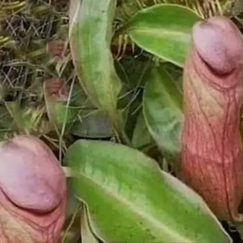 The Cambodian Government Is Begging People To Stop Picking These Ultra-Rare 'Penis Plants'