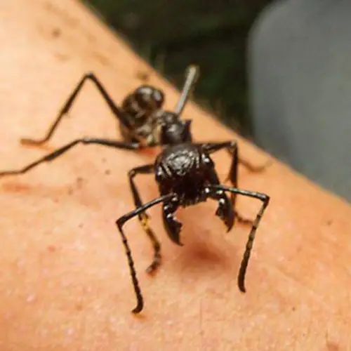 Meet The Bullet Ant, The Tiny Insect With The Most Painful Sting On Planet Earth