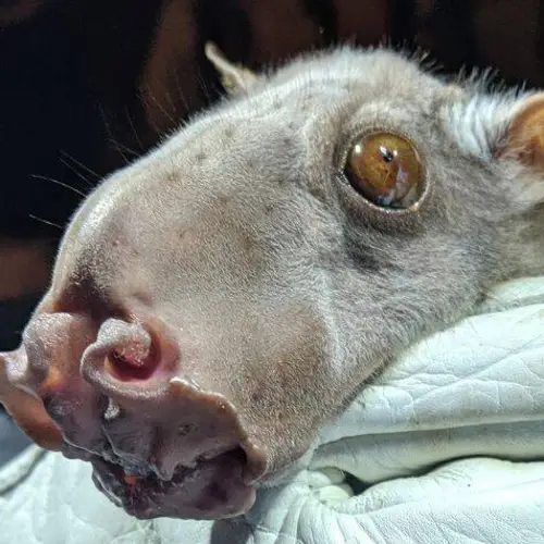 Meet The Hammer-Headed Bat, The African Megabat That's Been Dubbed One Of The World's Ugliest Creatures