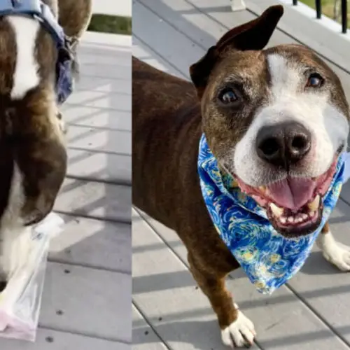 Meet 'Van Gogh,' The One-Eared Dog Who Paints Masterpieces With His Tongue