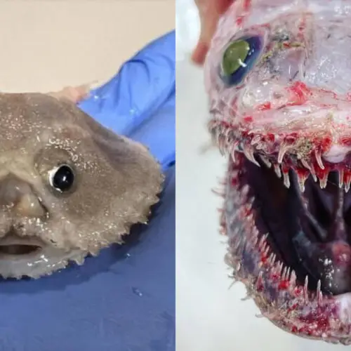 'Underwater Magic World': Australian Expedition Discovers Wealth Of Deep-Sea Creatures