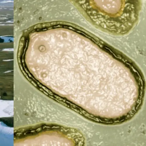 Scientists 'Awaken' 13 Prehistoric Viruses From The Siberian Permafrost — And Warn That Climate Change Could Rouse More