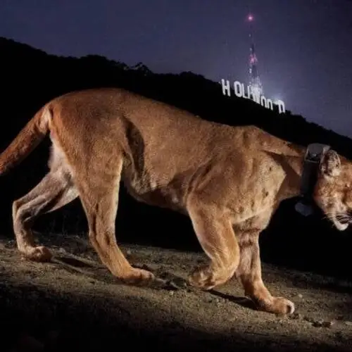 Los Angeles' Celebrity Mountain Lion P-22 Euthanized After Being Hit By A Car