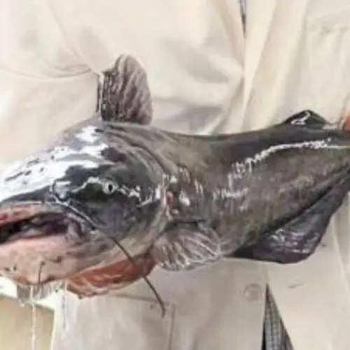 Scientists In Alabama Just Genetically Modified Catfish Using Alligator DNA