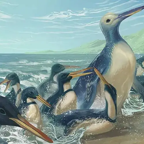 Researchers In New Zealand Have Identified The Largest Penguin In History