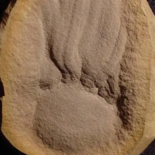Scientists Thought This 300 Million-Year-Old 'Blob' Fossil Was A Jellyfish — Turns Out, They'd Just Been Looking At It Upside Down