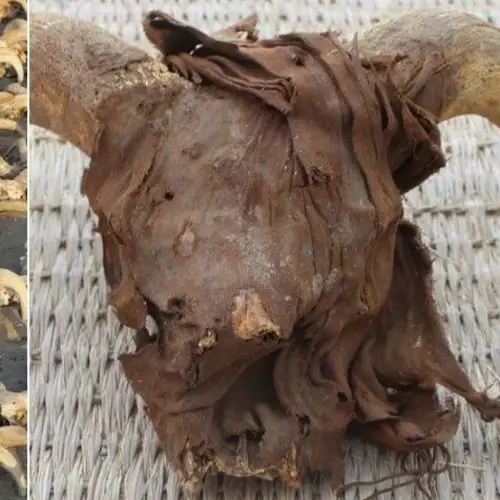 Archaeologists Uncover Thousands Of Ram Heads Inside An Ancient Egyptian Temple Dedicated To Ramses II