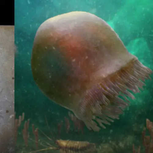 Scientists Just Discovered The Fossils Of 500-Million-Year-Old Jellyfish That May Be The Oldest Ever Found