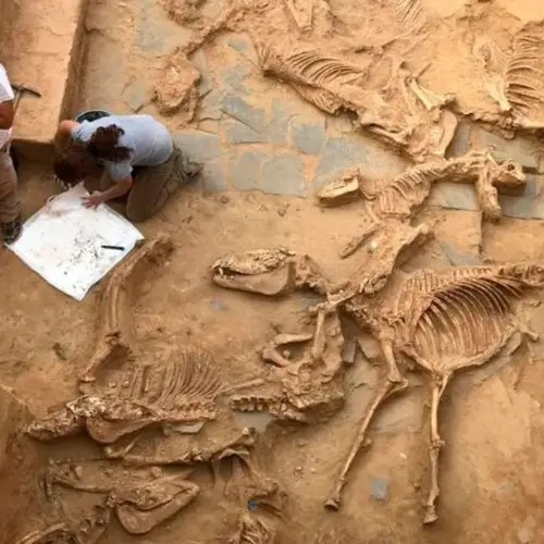 Archaeologists Discover Thousands Of Animal Bones In An Iron Age Sacrifice Pit In Spain