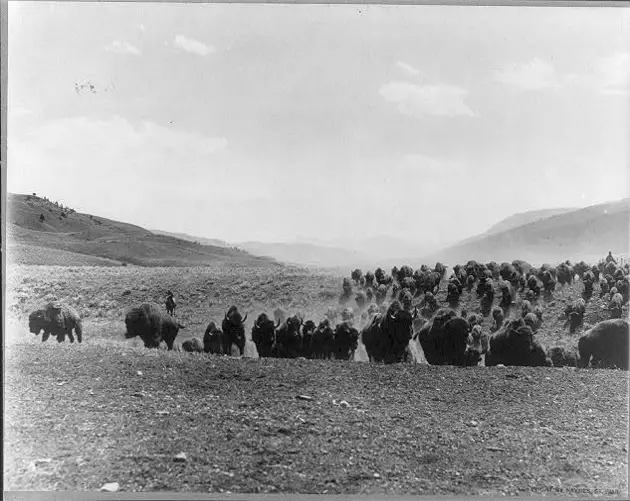American Bison: Haunting Vintage Photos From The 1800s