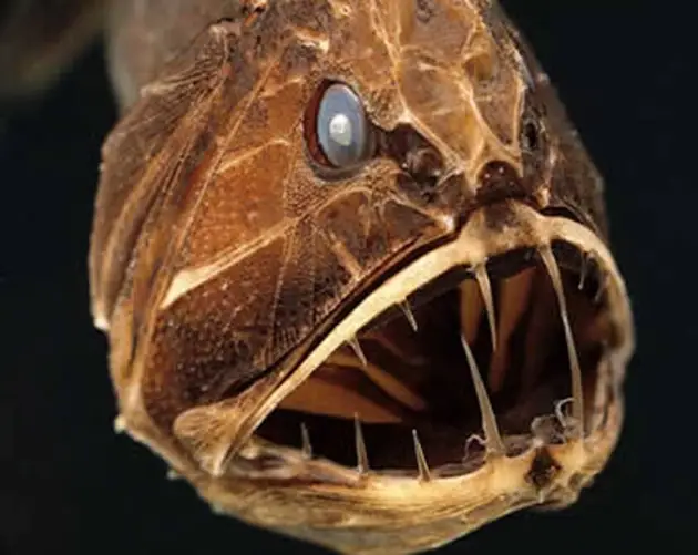 Face Of Fangtooth Fish