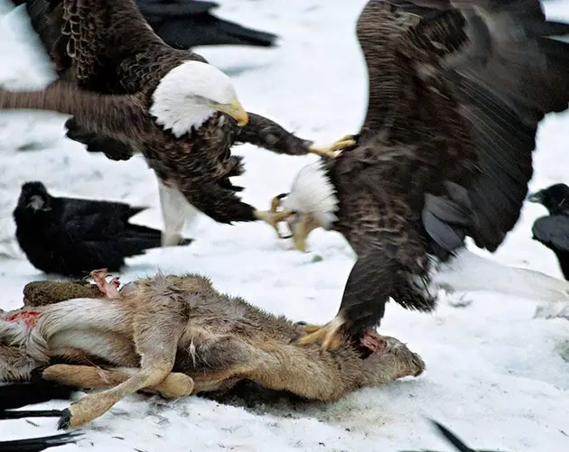 Animal Migration Bald Eagles