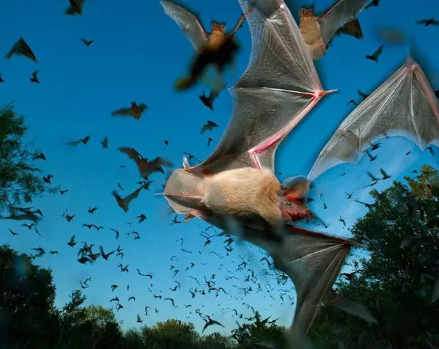 Bat Migration Photograph