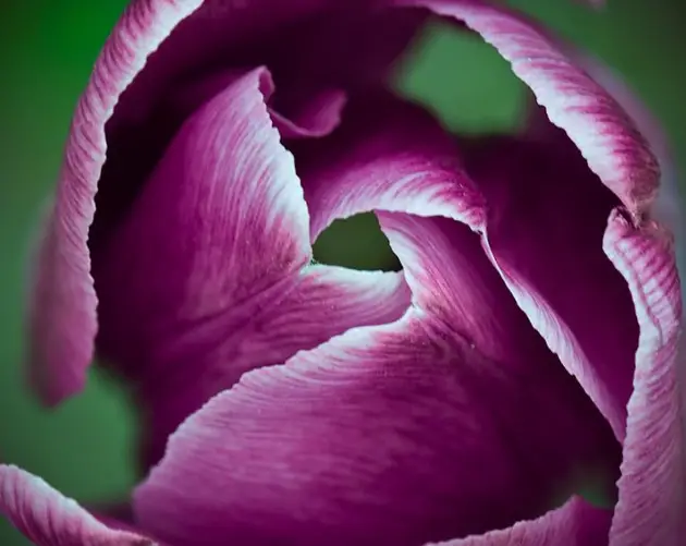 Spring Tulip Blooming