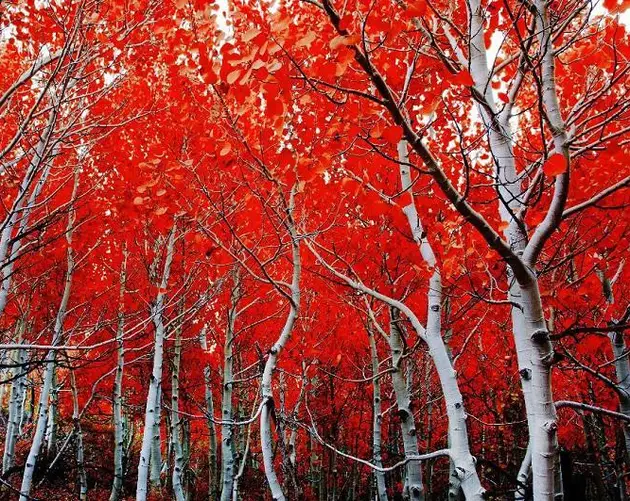 Red Leaves on Aspen Trees