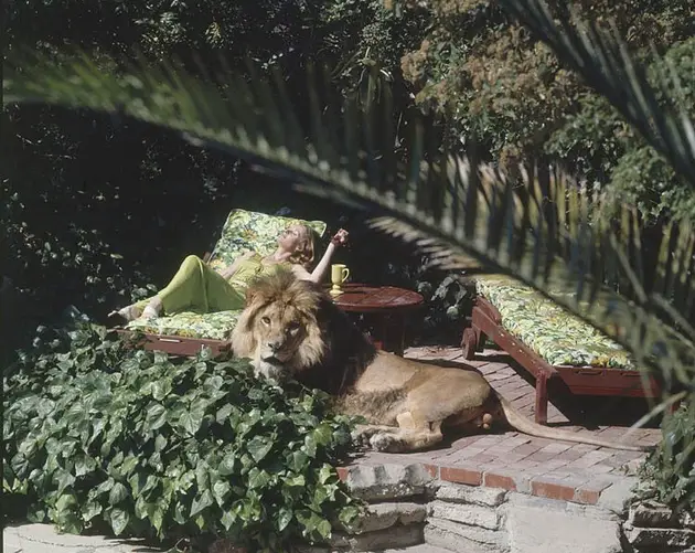 Tippi Hedren Sunbathes With Pet Lion