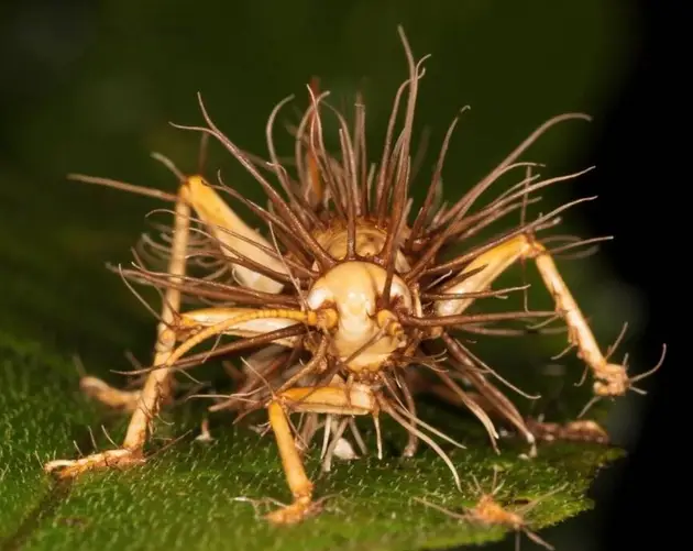 Grasshopper Infected With Cordyceps